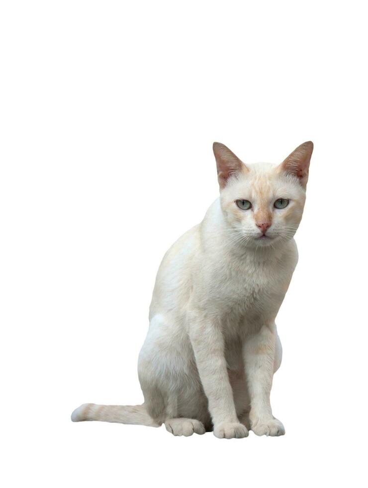 White Thai cat isolated on background photo