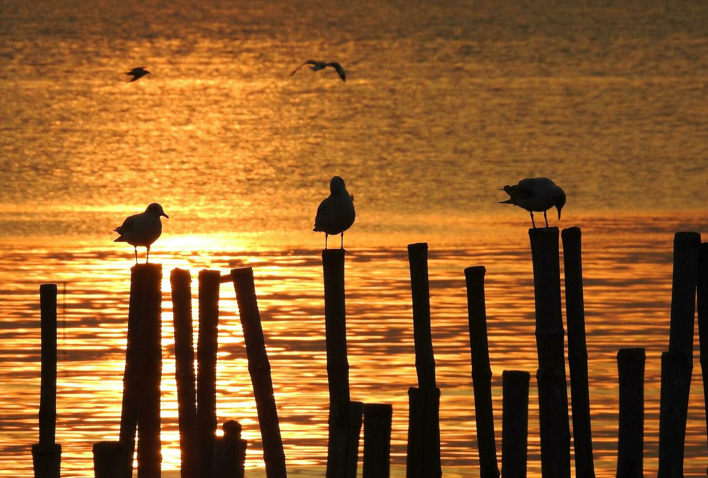 Silhouette seagull bird at sunset in Thailand photo