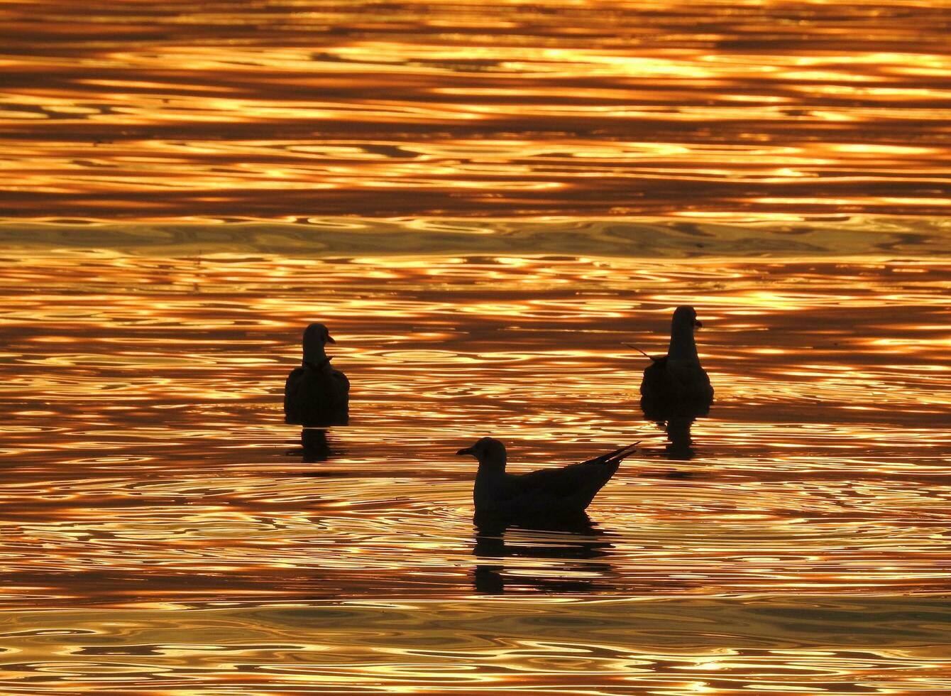 Silhouette seagull bird at sunset in Thailand photo