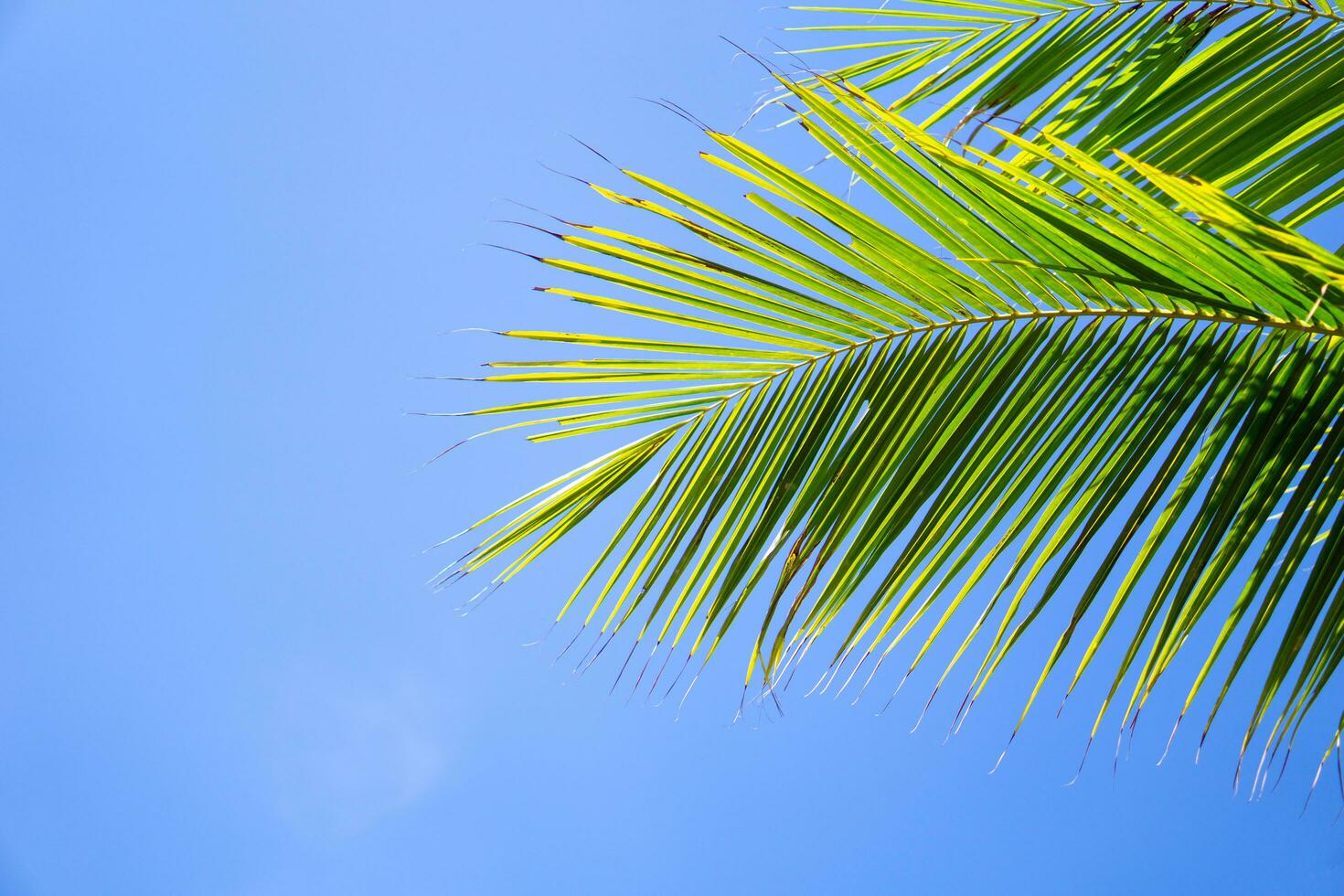 Palm trees or coconut trees leaf against the blue sky photo