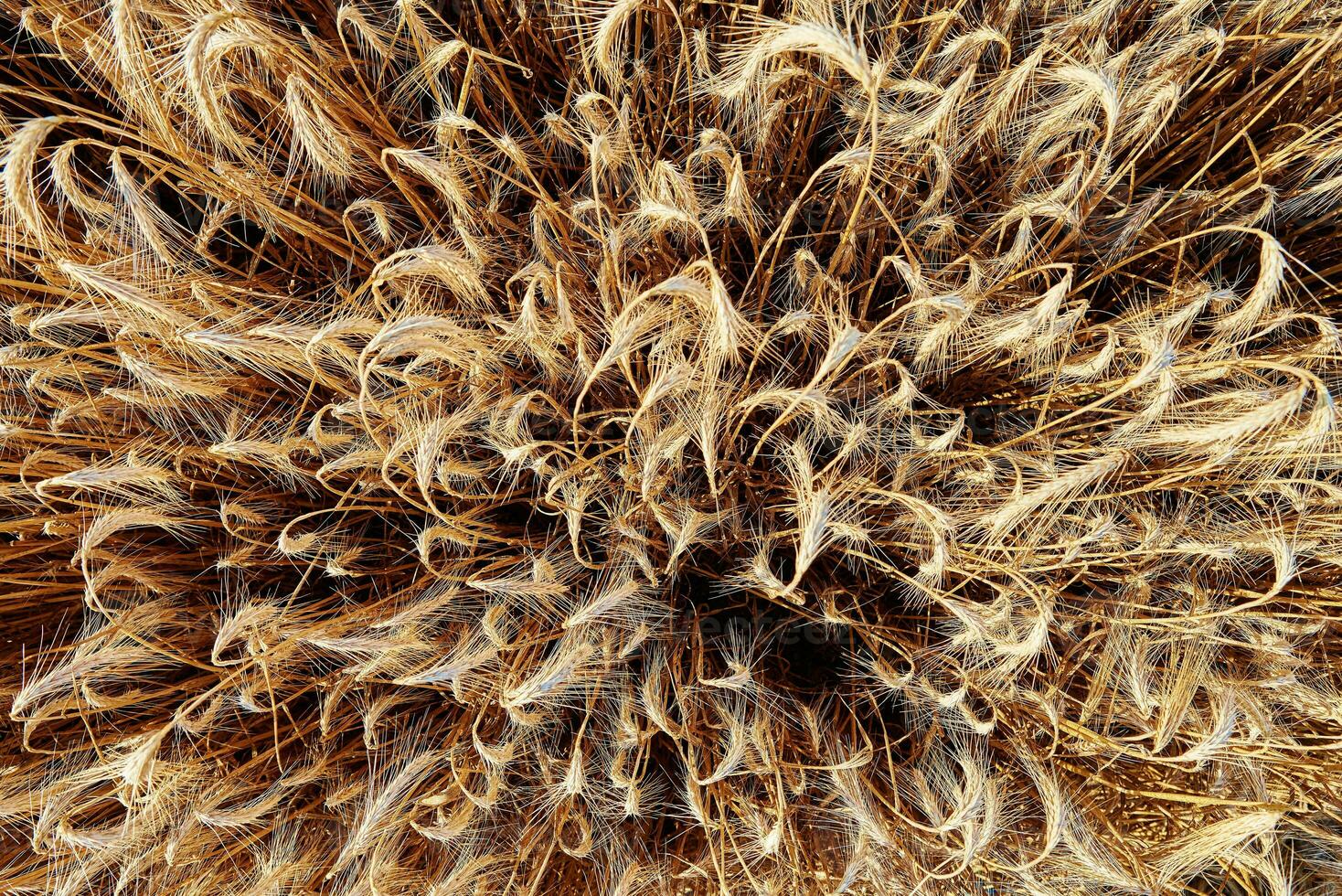 Rye field background. Harvesting period photo