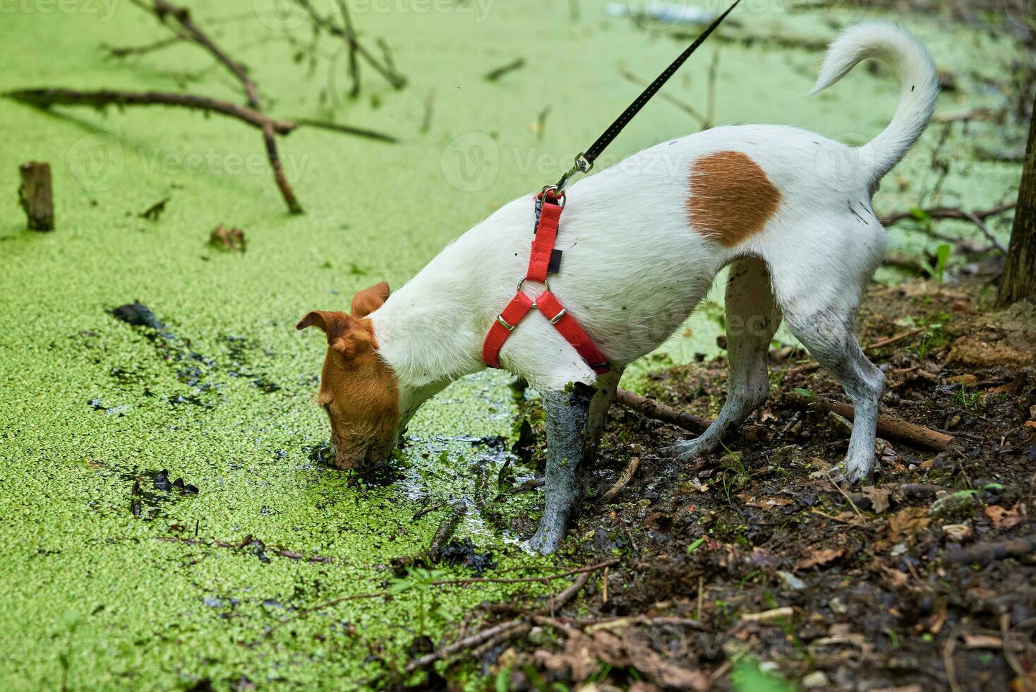 Dirty dog has fun in the swamp photo