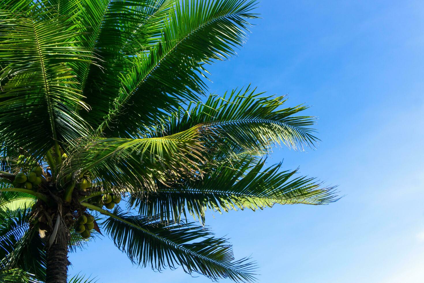 Palm trees or coconut trees against the blue sky photo