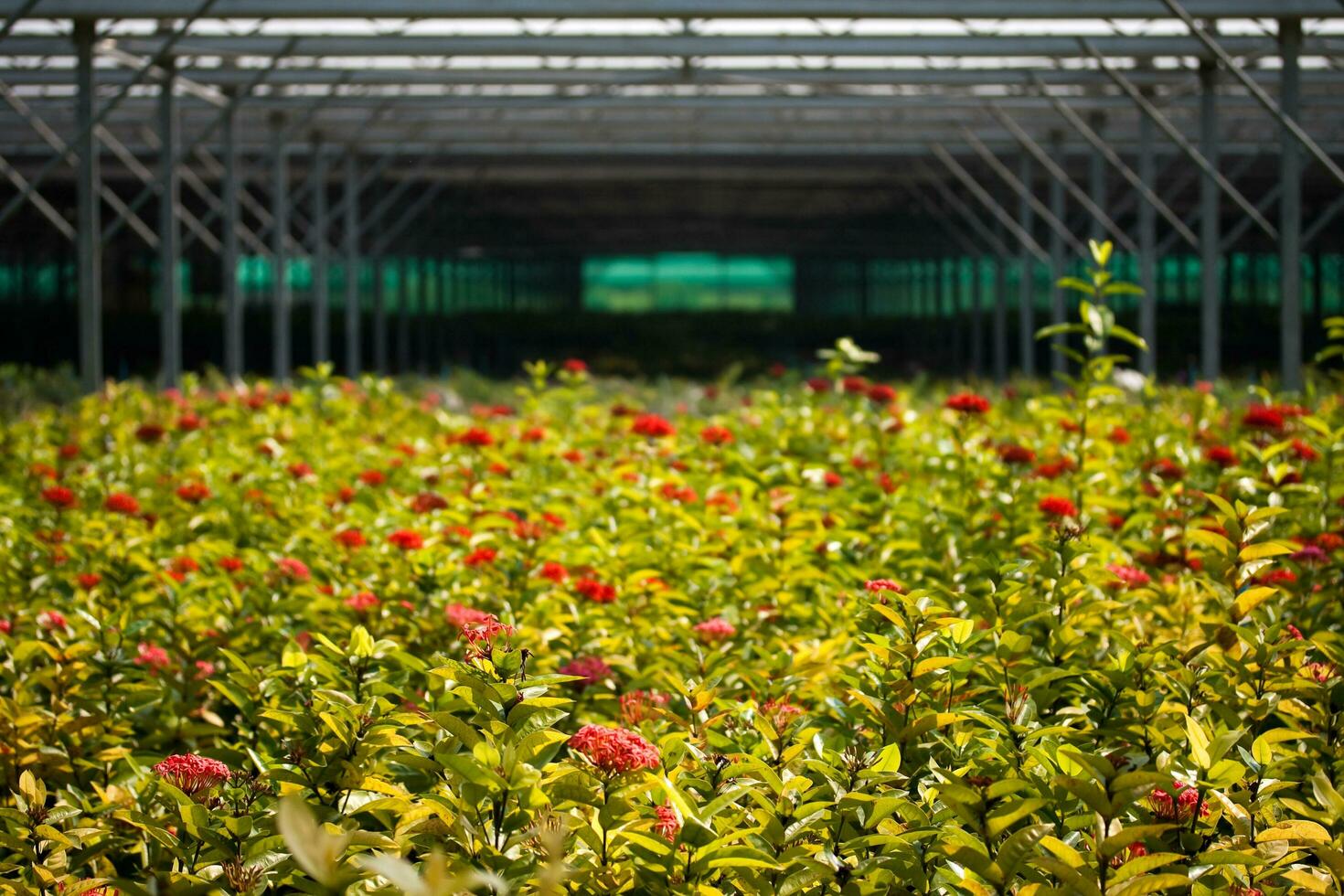 flowers in a greenhouse photo