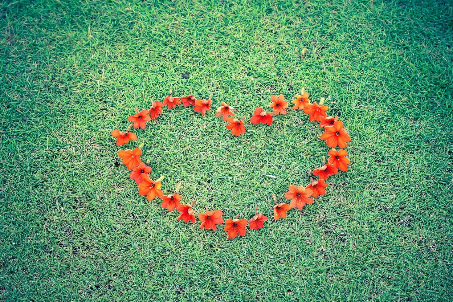 red heart from flowers on grass photo
