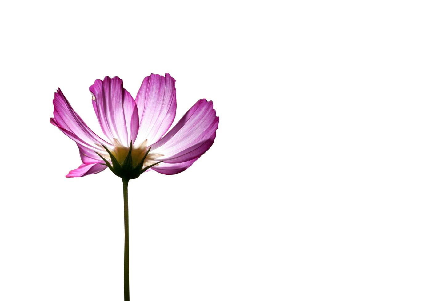pink cosmos flower photo