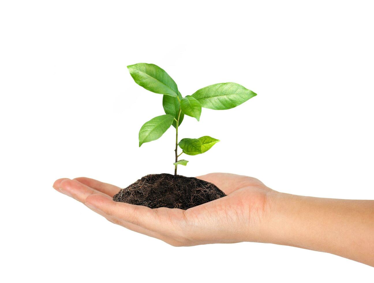 plant in the hand on white background photo