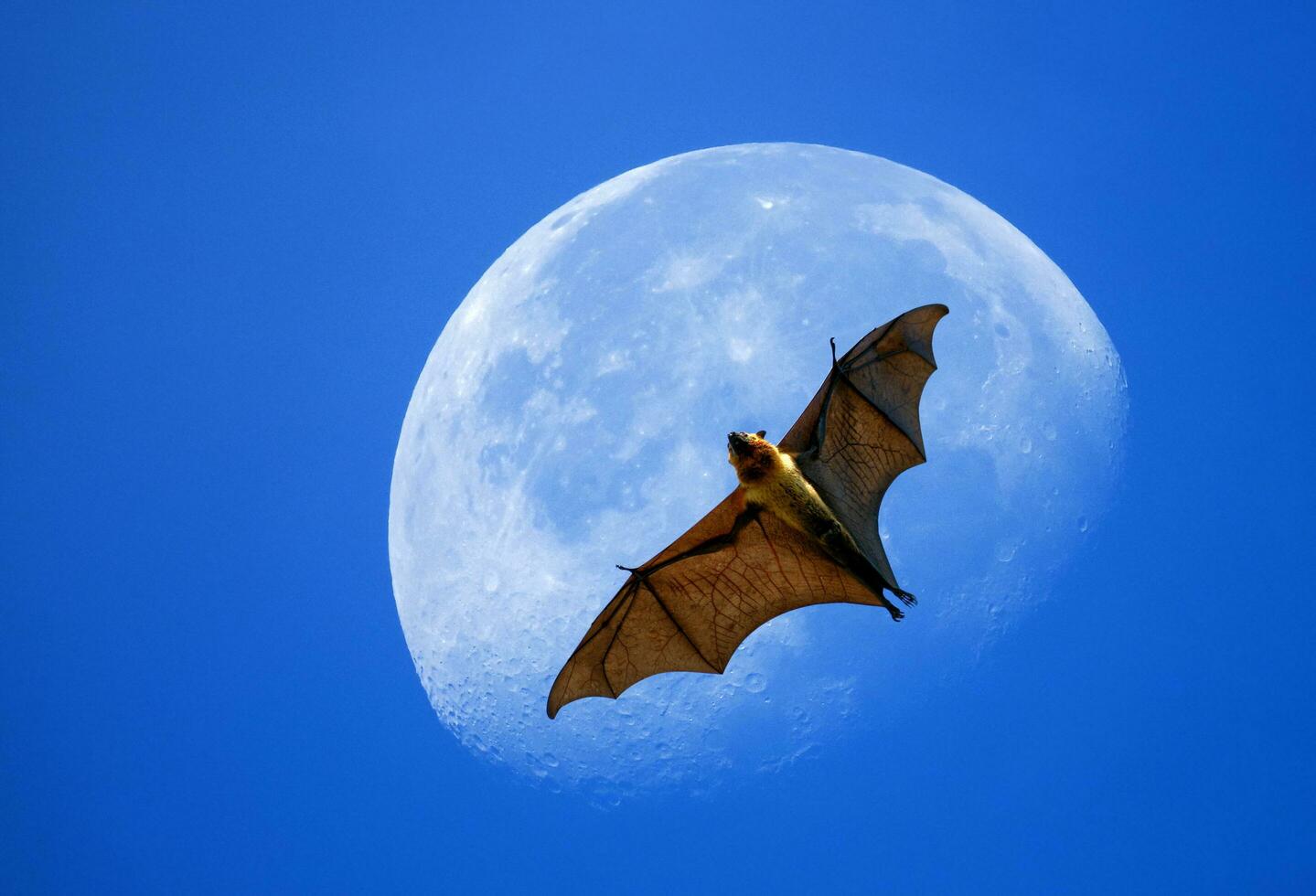 Flying fox on the moon photo