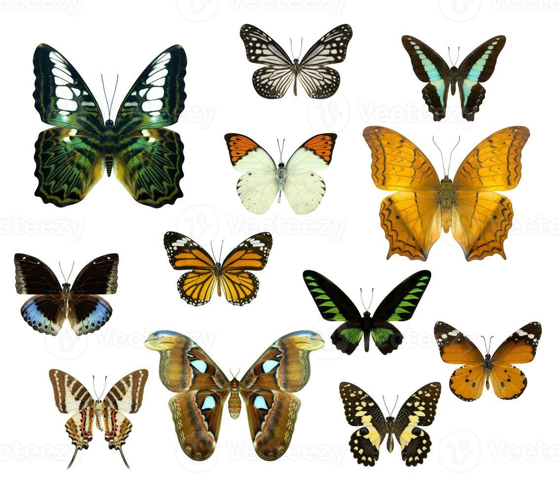 Set of butterfly isolated on white photo