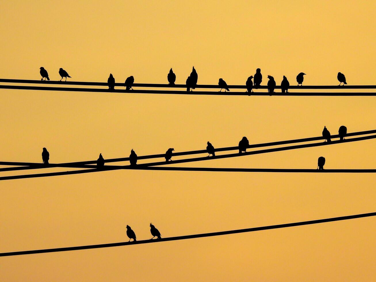 Mynas birds sitting on wires and sunset sky photo