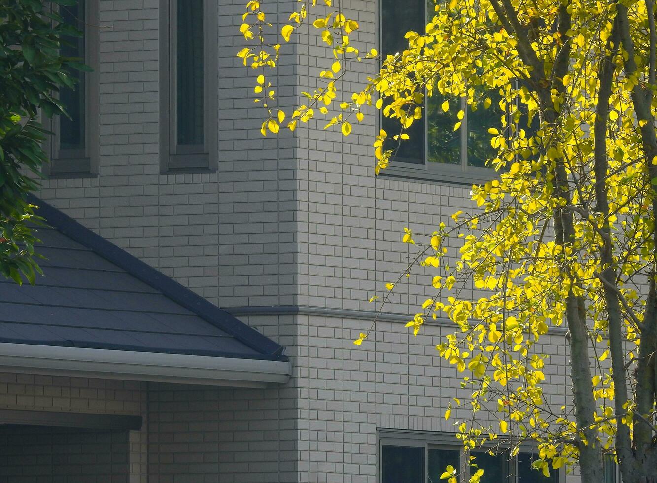 árbol con amarillo hojas en otoño, plantado cerca casa. foto