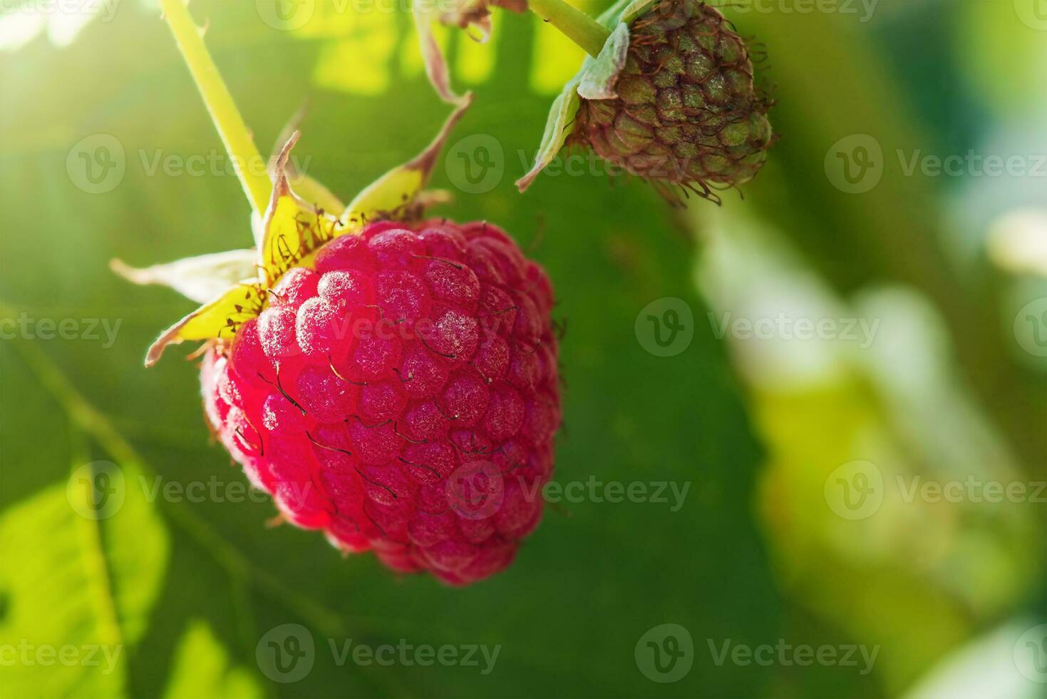 Close-up of ripe and unripe raspberries. Healthy food. Raspberries grow on a sunny day. photo