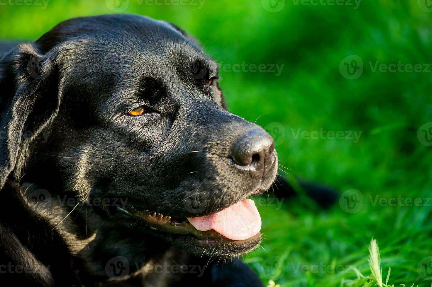 Black labrador on the background of a green lawn. Purebred dog on a hot sunny day. photo