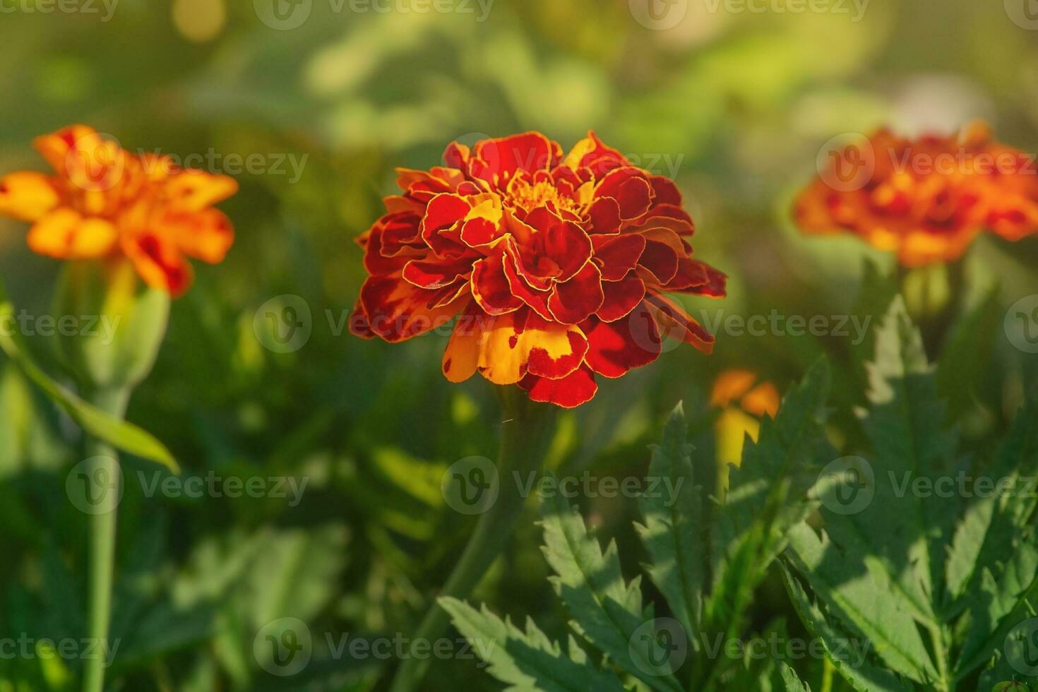 Tres caléndulas floración en el jardín en un antecedentes de césped en un soleado día. foto de flores