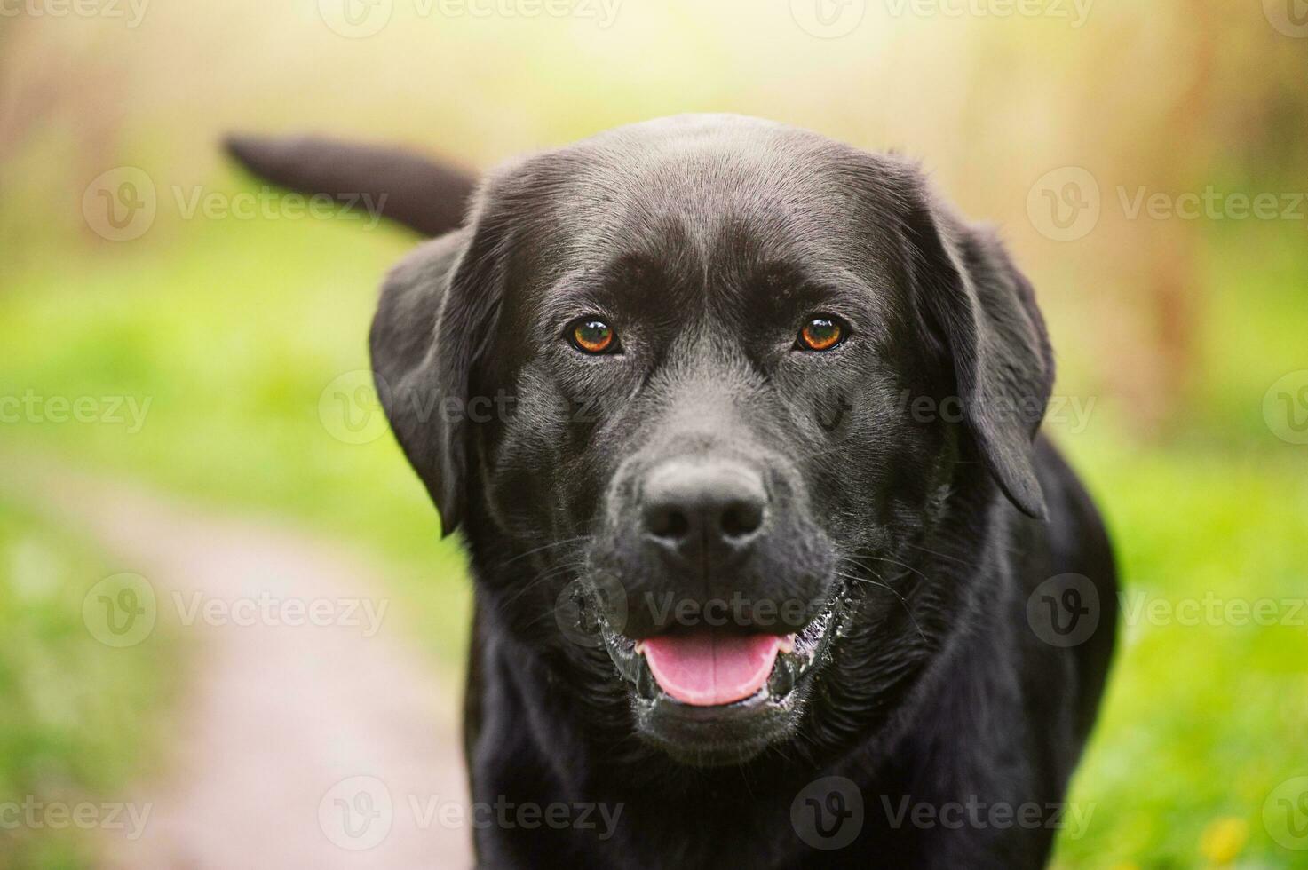 Black Labrador retriever dog. Portrait of an adult young purebred dog. photo