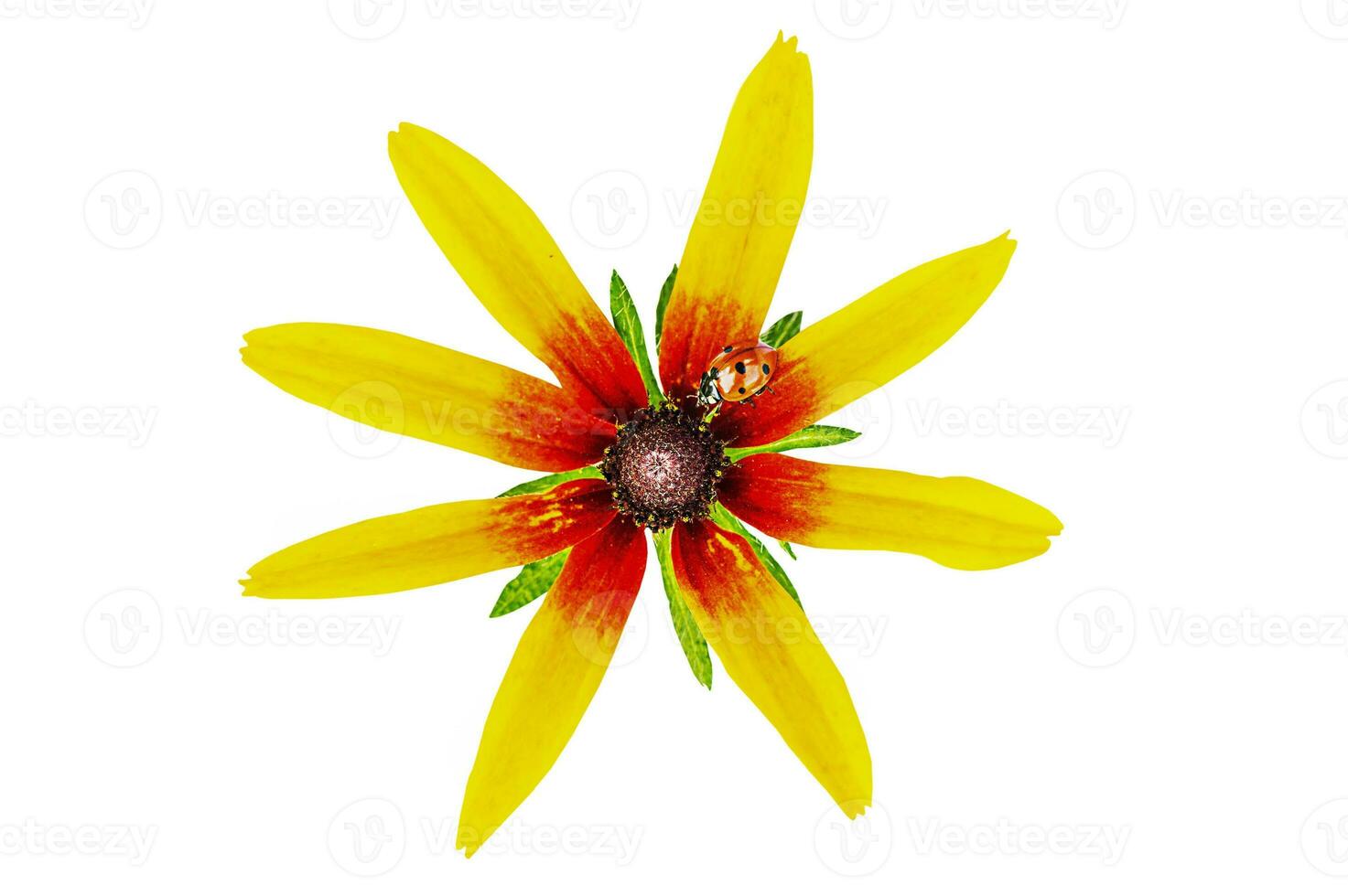 A ladybug sits on a yellow and red flower isolated on a white background. Macro photo of a flower.