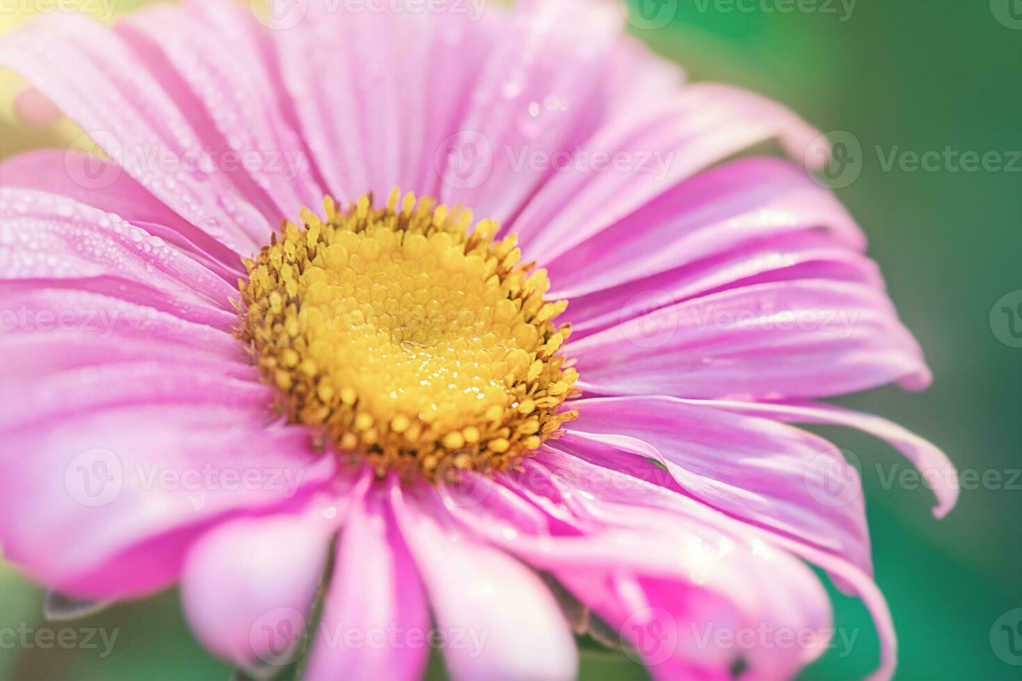 Pink and yellow aster flower on green blurred background. Macro photo of a flower.