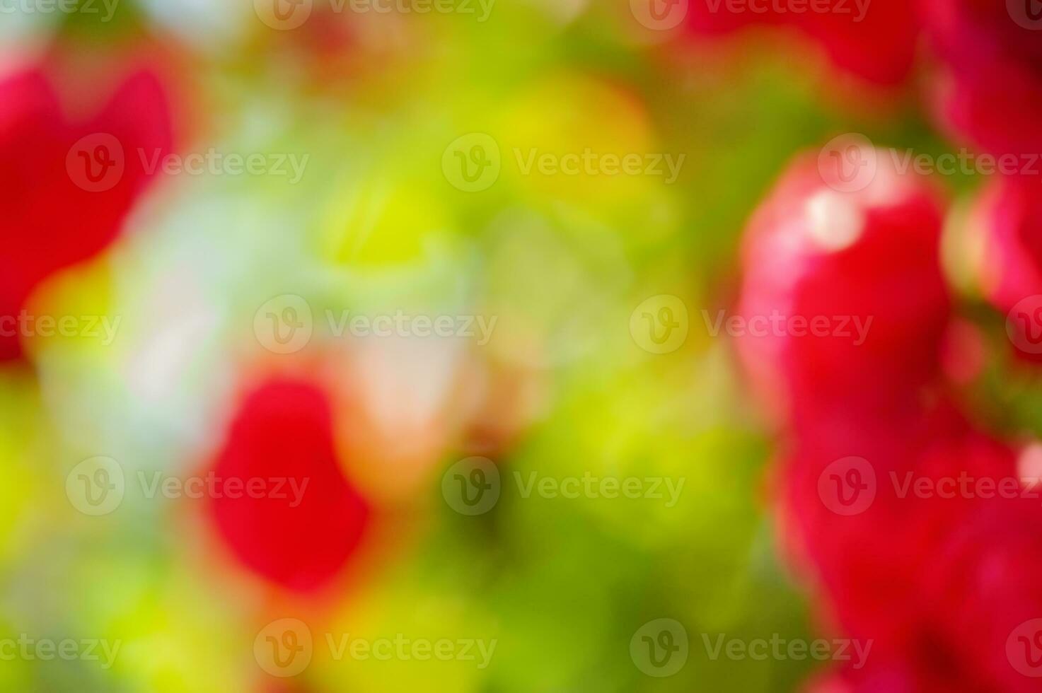 Abstract blurred red with green background. Defocused color bokeh. Defocus light. photo