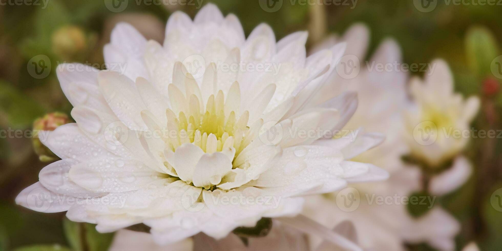 White chrysanthemum closeup with water drops. Autumn blooming flowers. photo