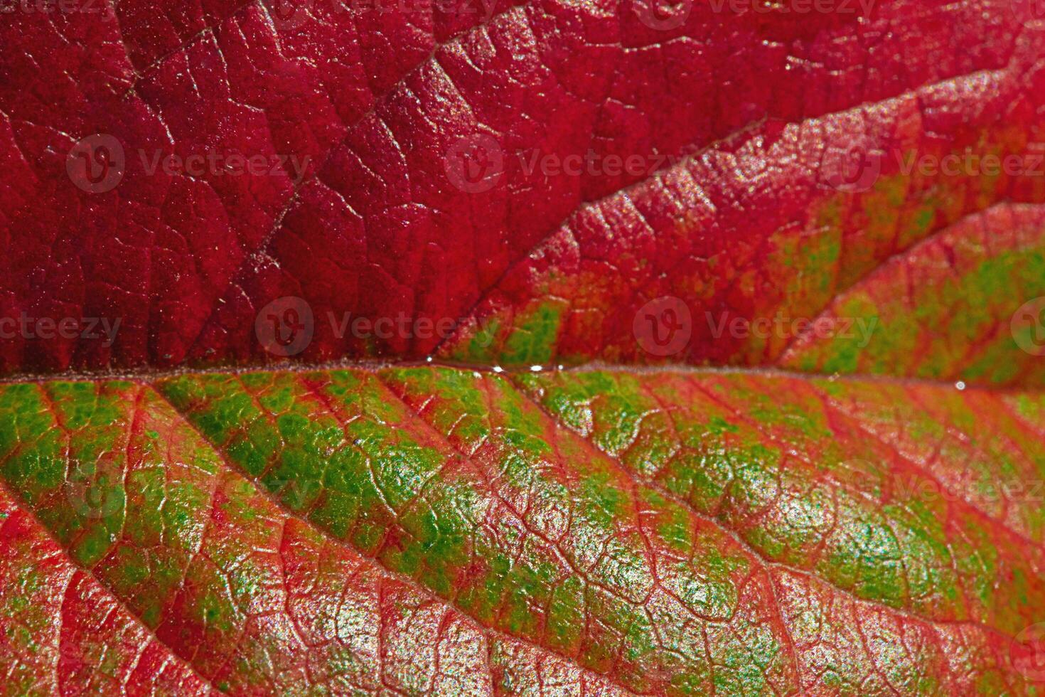 Macro close-up photo of an autumn red and green leaf. Detail of leaves from a tree.