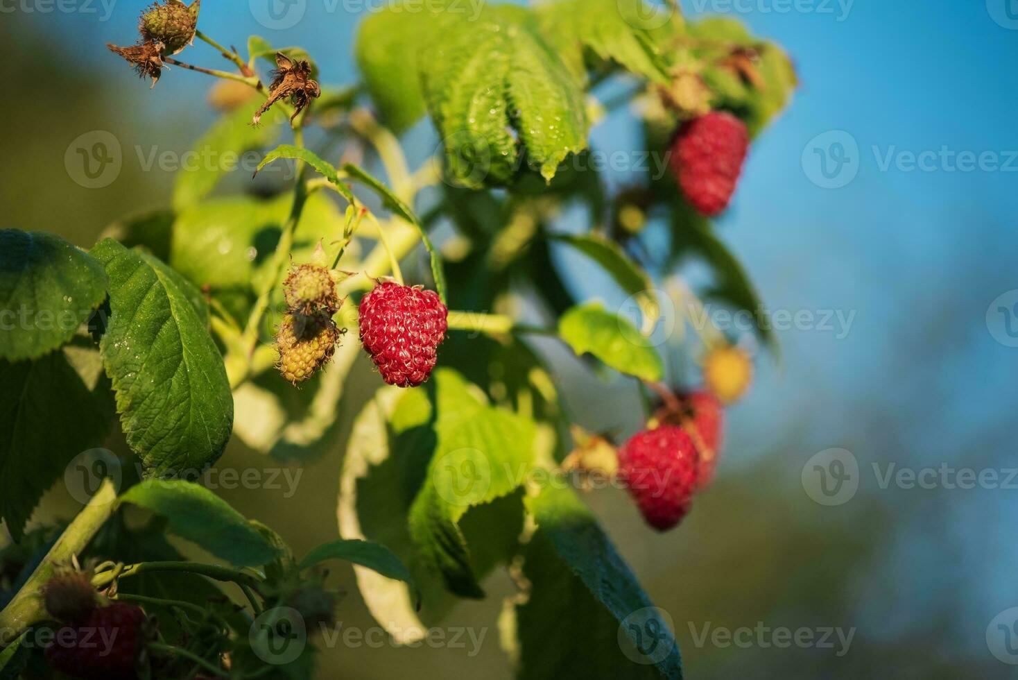 A bush with ripe red raspberries with green leaves against a blue sky on a sunny day. photo
