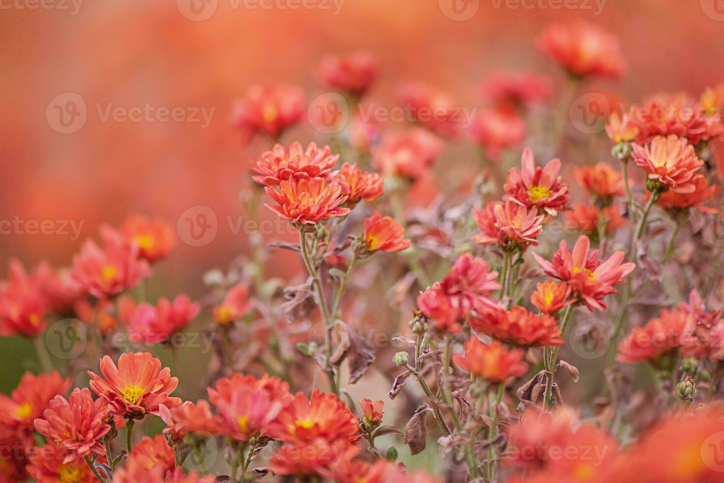 Orange chrysanthemum autumn flowers on orange blurred background. photo