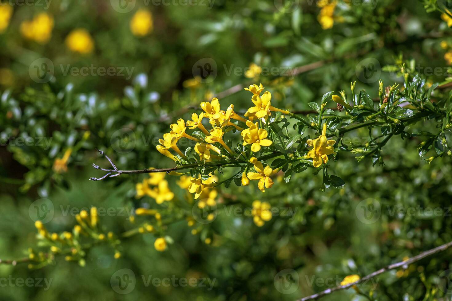 Jasminum fruticans, Wild Jasmine. Wild plant shot in spring. photo