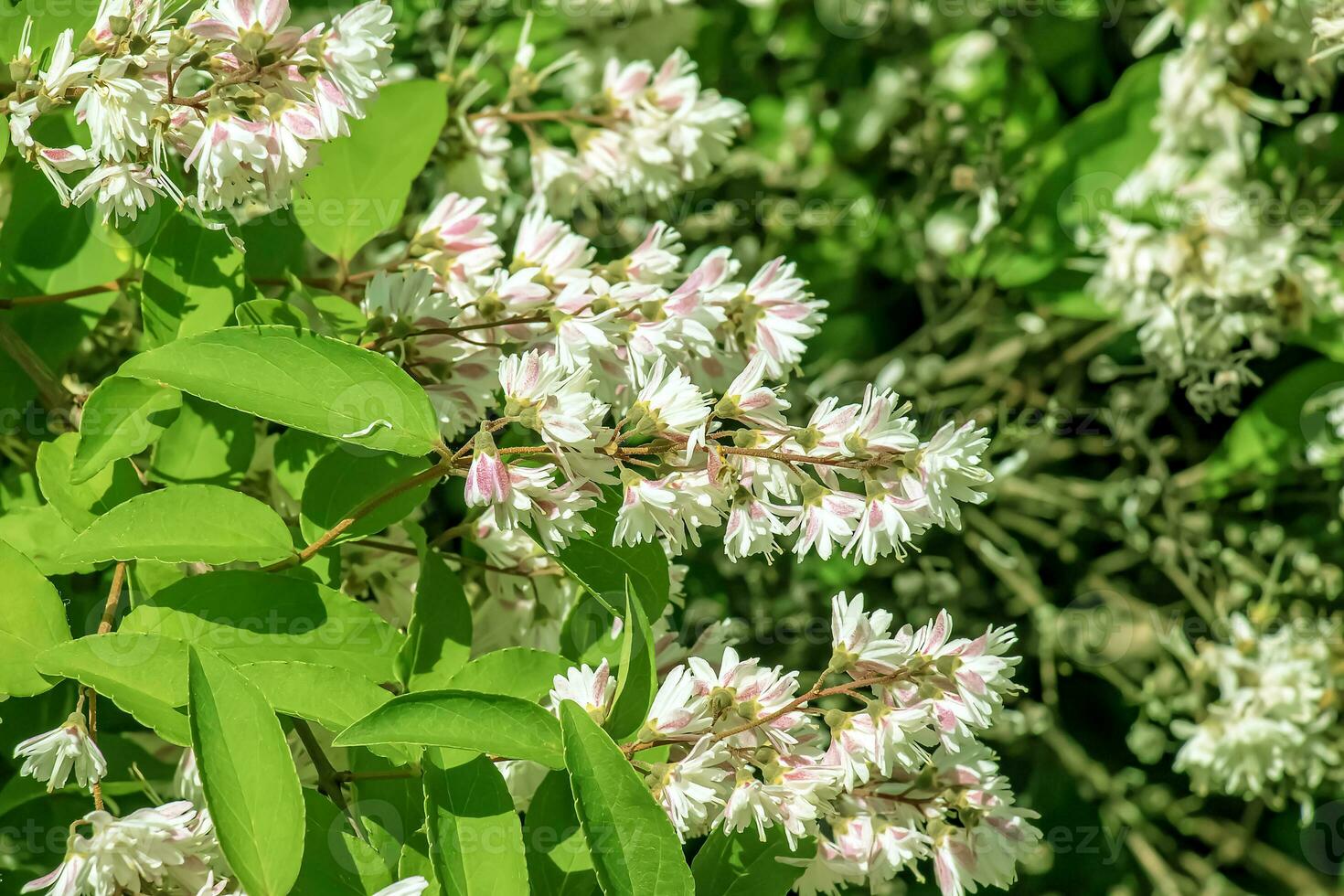 Deutzia crenata flowers Japanese snow flower , Slender deutzia. Fuzzy Deutzia, Deutzia double flowered in bloom photo