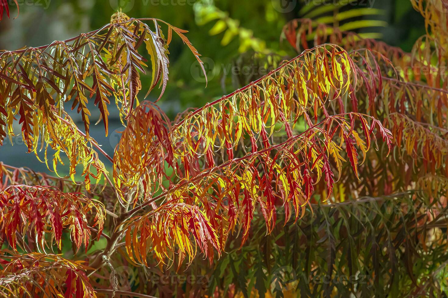 Rhus typhina in October. Yellow Red leaves of staghorn sumac. Rhus typhina is a species of flowering plants in the Anacardiaceae family. photo
