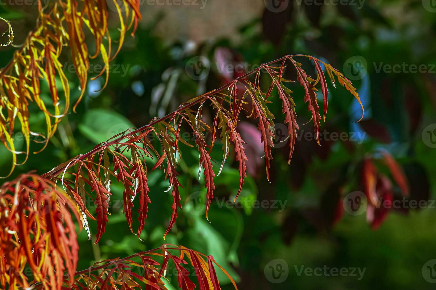 rhus tifina en octubre. amarillo rojo hojas de cuerno de ciervo Zumaque. rhus tifina es un especies de floración plantas en el anacardiaceae familia. foto