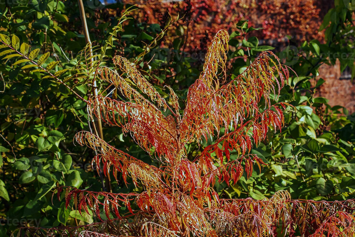 Rhus typhina in October. Yellow Red leaves of staghorn sumac. Rhus typhina is a species of flowering plants in the Anacardiaceae family. photo