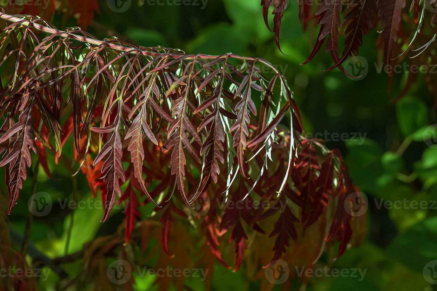 Rhus typhina in October. Yellow Red leaves of staghorn sumac. Rhus typhina is a species of flowering plants in the Anacardiaceae family. photo