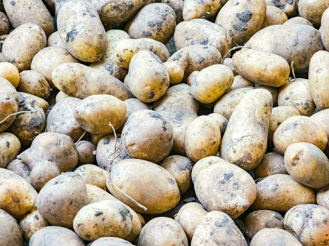 recién cosechado patatas en un personal trama. orgánico comida concepto. orgánico patata antecedentes. foto