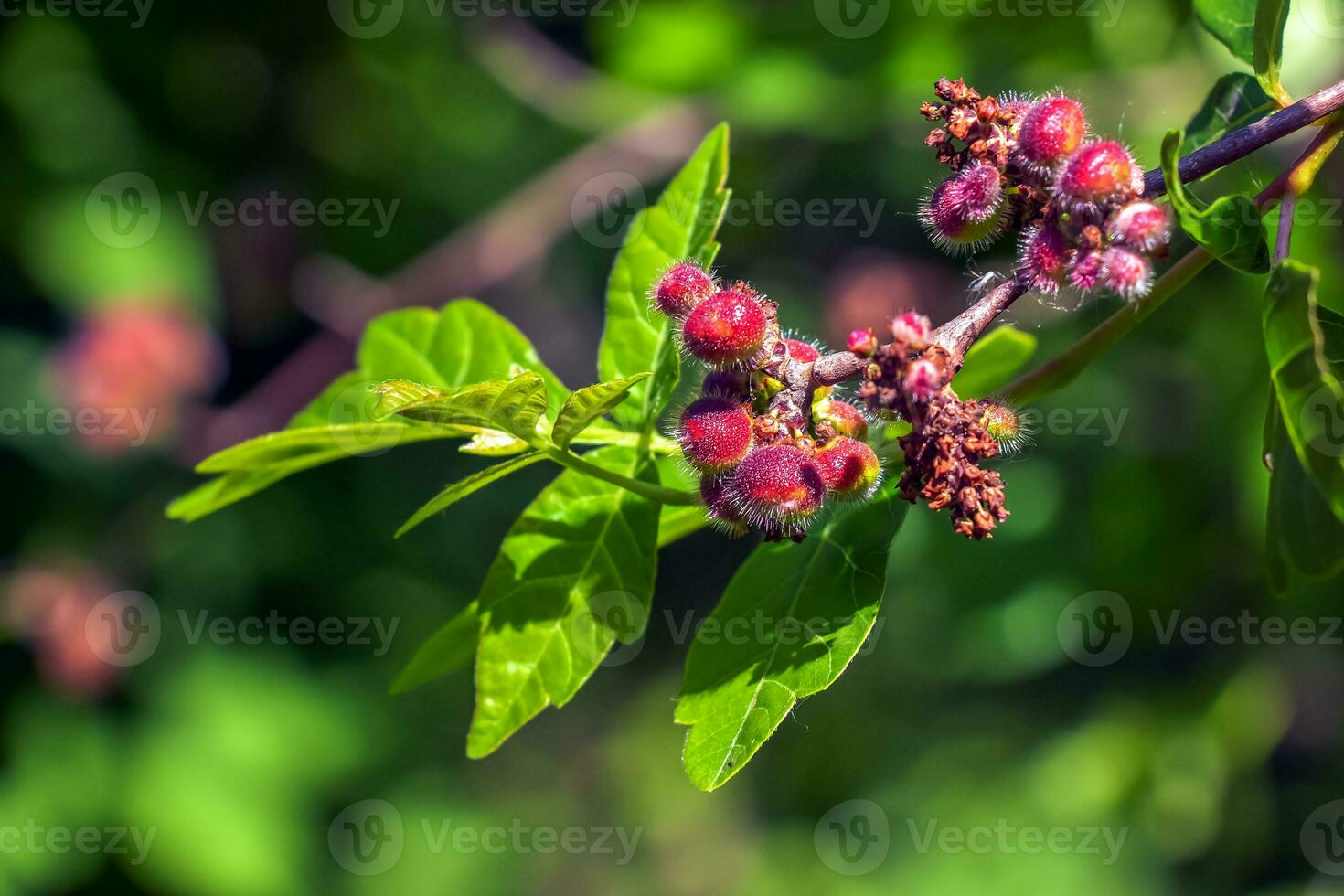 Close-up of fragrant sumac in spring. Latin name Rhus Aromatica. Sumac grows in subtropical and temperate regions around the world. photo