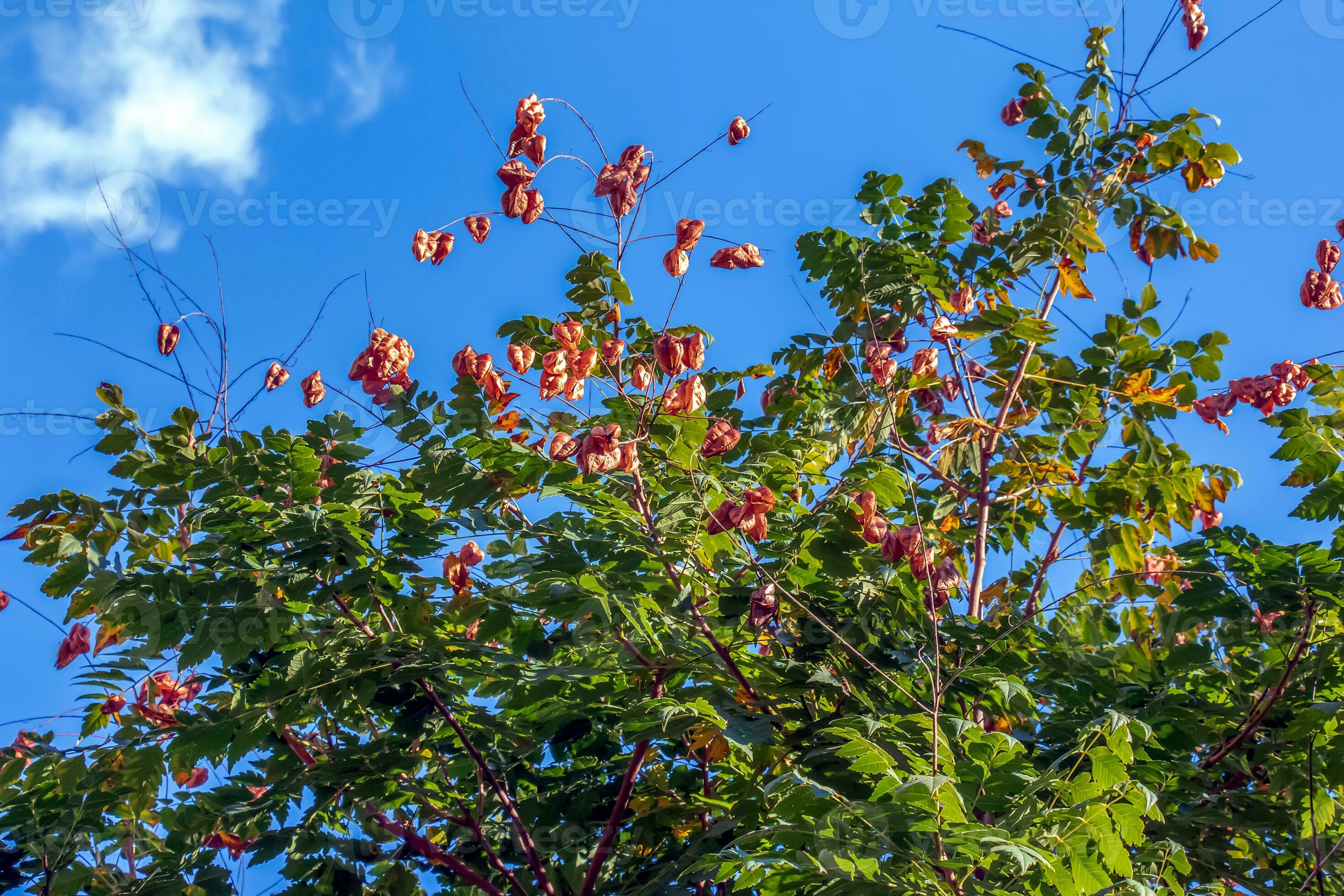 Lantern tree or golden rain tree. botanical name Koelreuteria