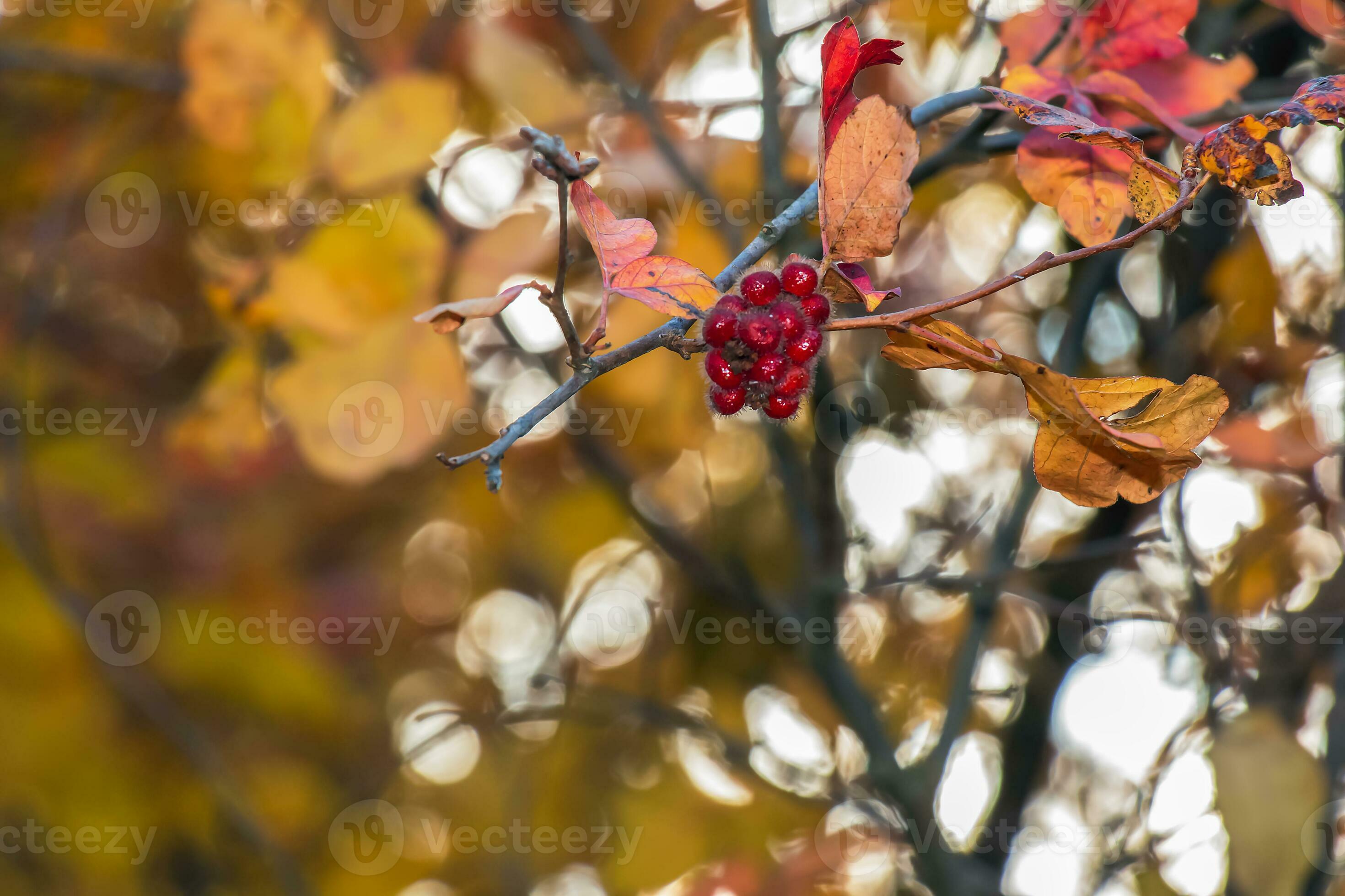 Closeup of fragrant sumac in autumn. Latin name Rhus Aromatica. Sumac
