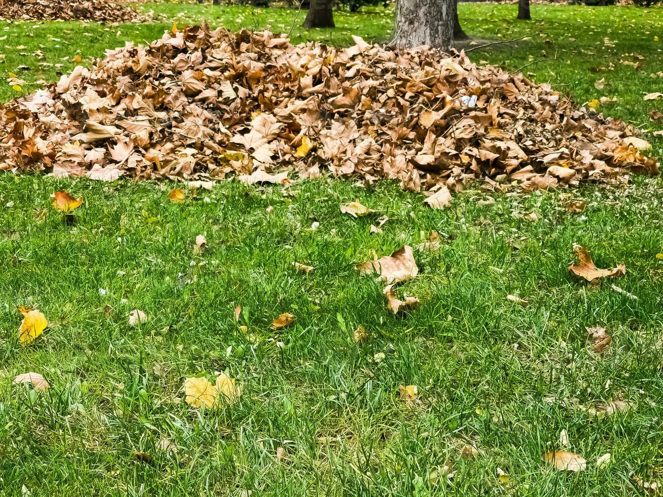 Collected pile of dry autumn leaves, cleaning of the territory photo