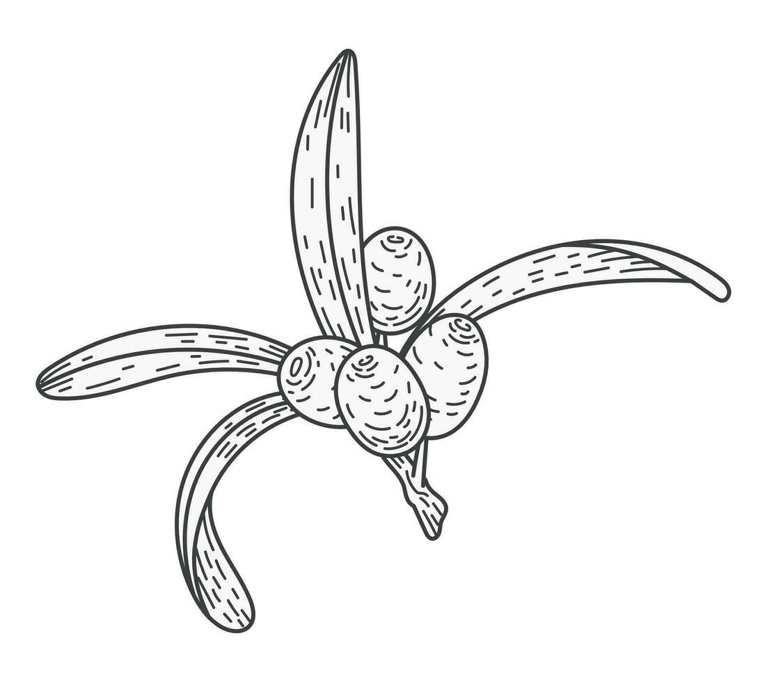 aislado bosquejo mar espino cerval rama con hojas y bayas. natural planta, vector plano ilustración.