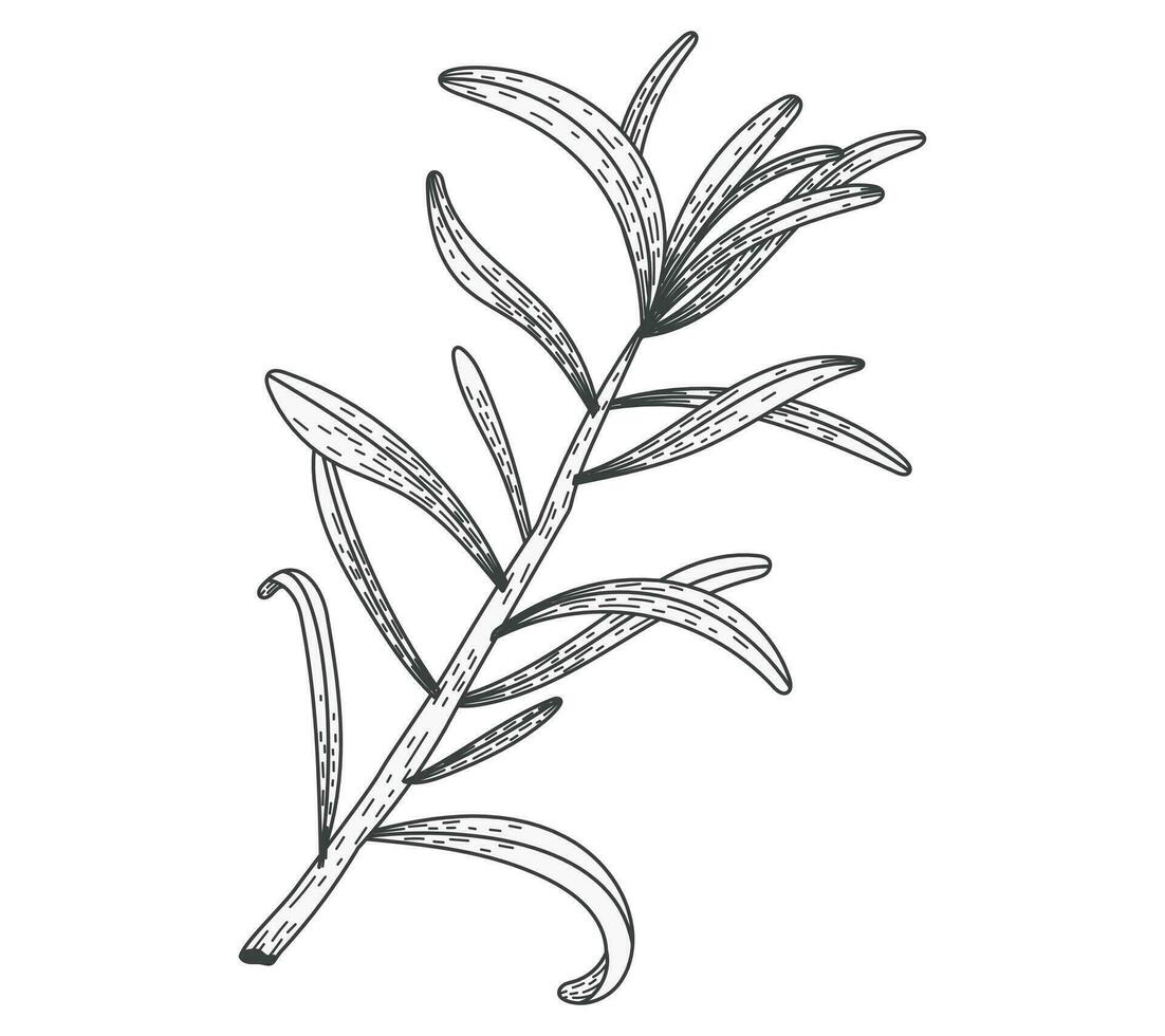 Isolated sea buckthorn sketch branch with leaves. Natural plant, vector flat illustration.
