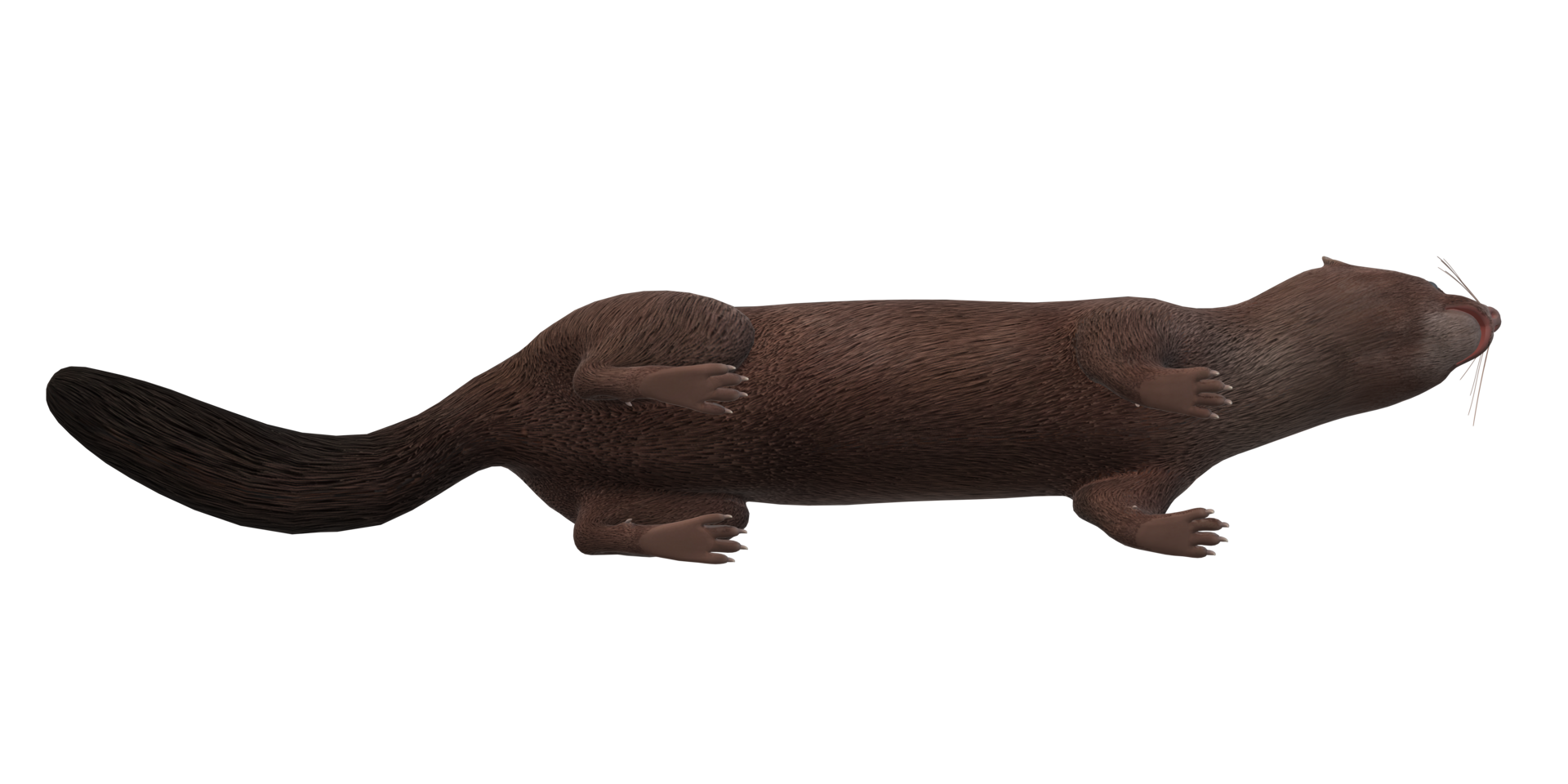Mink isolated on a Transparent Background png