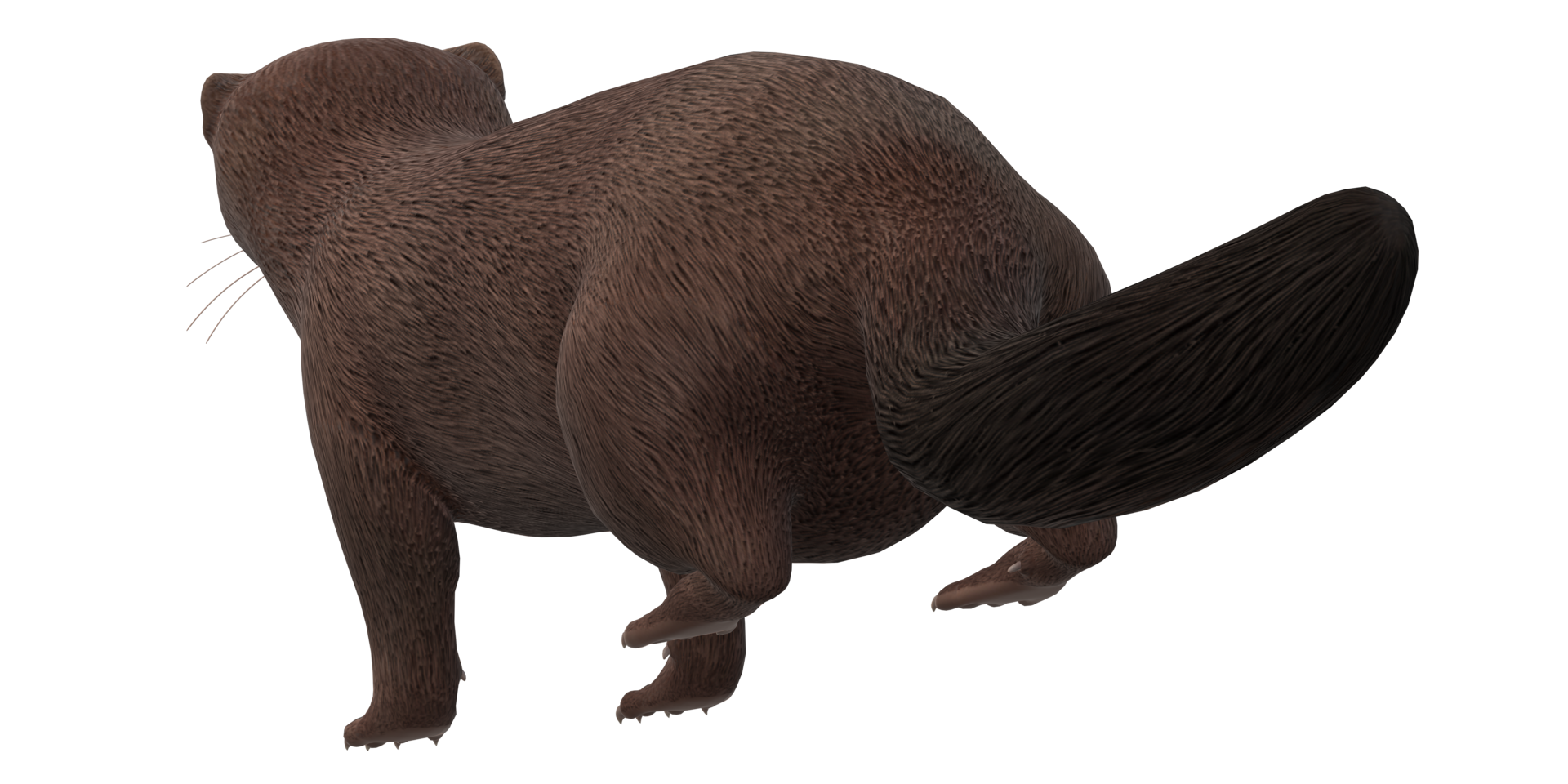 Mink isolated on a Transparent Background png