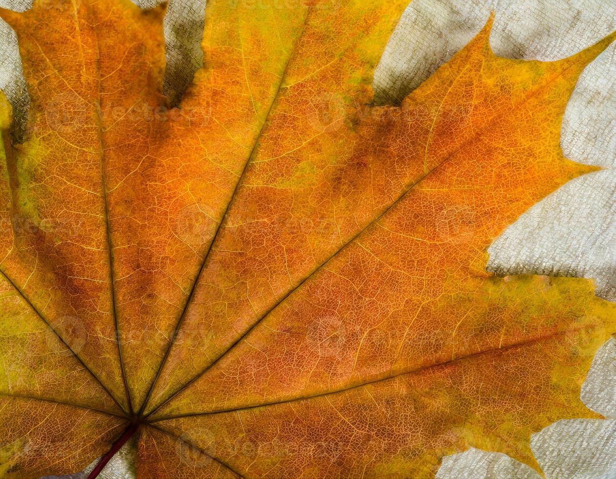 AI generated autumn maple leaves background. photo