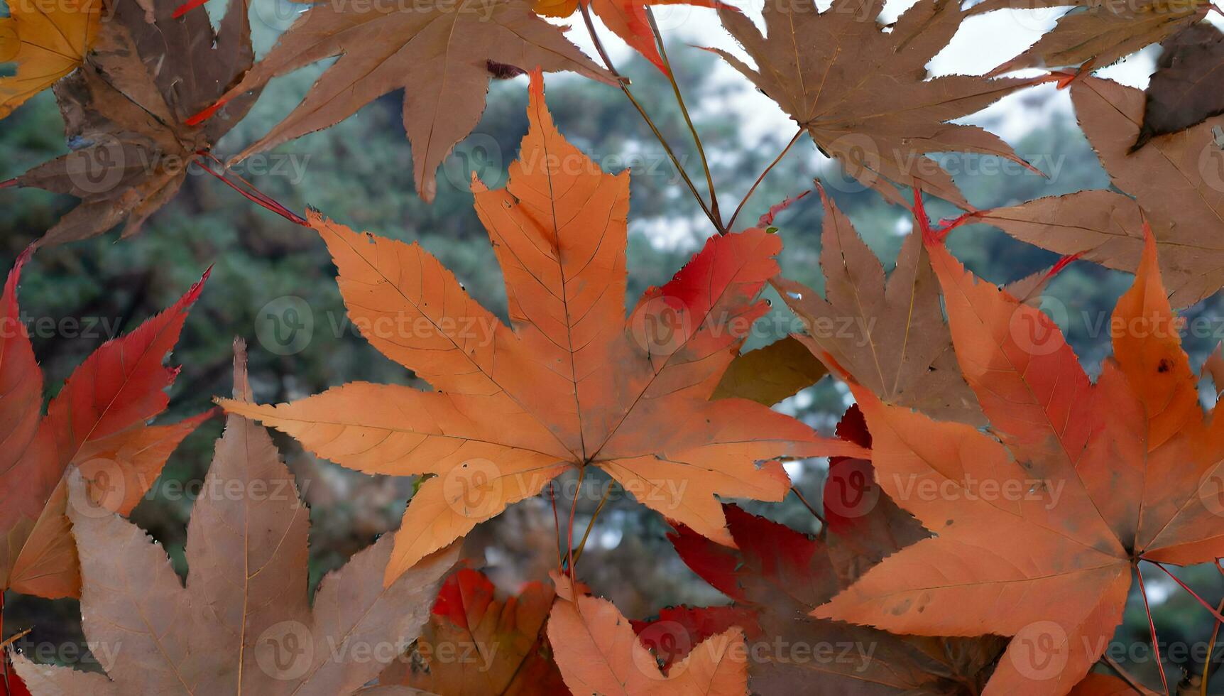 AI generated Autumn background with maple photo