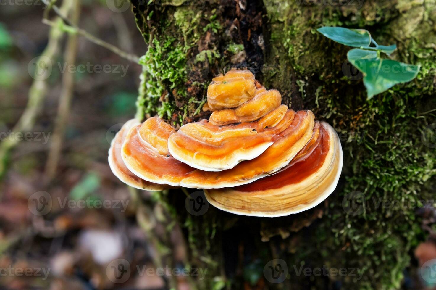 mushroom growing on tree trunk in the forest photo