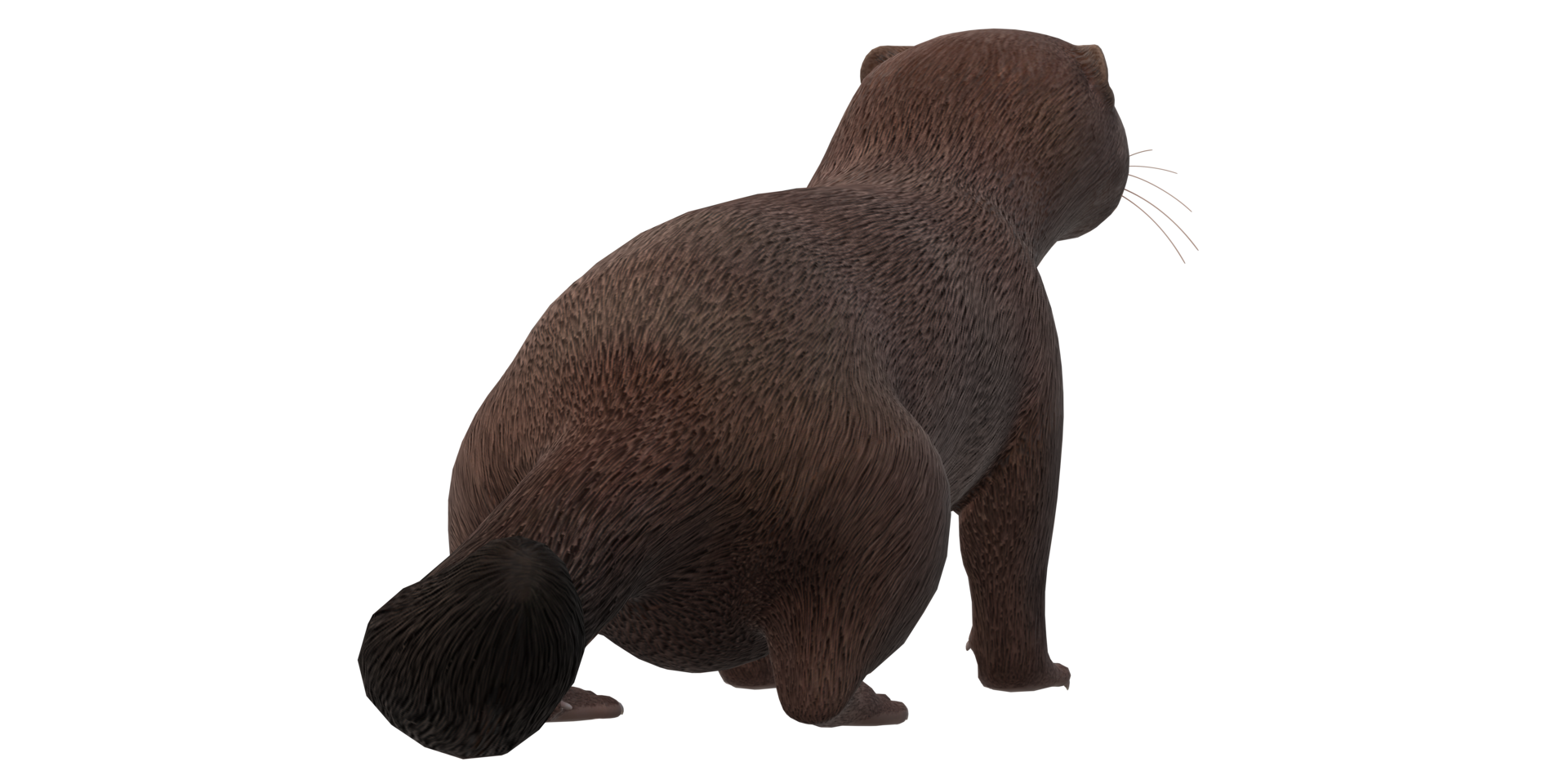 Mink isolated on a Transparent Background png