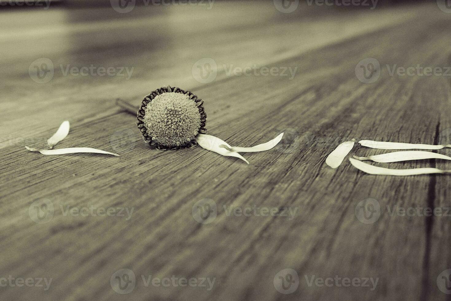 love inscription made of white flower petals on a wooden background photo