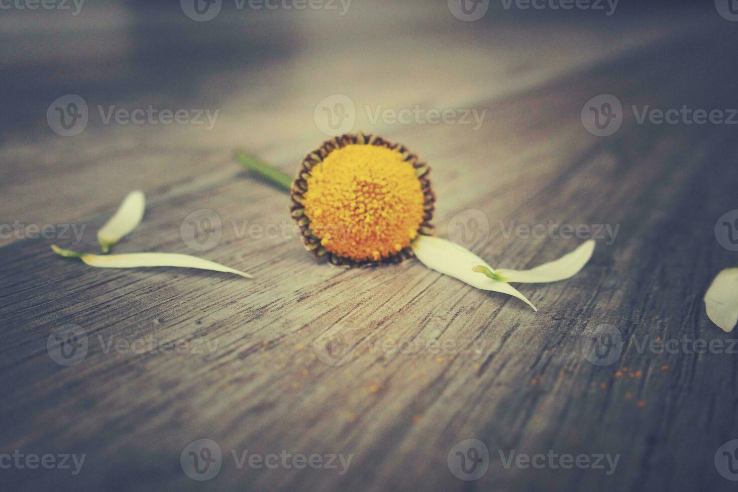 amor inscripción hecho de blanco flor pétalos en un de madera antecedentes foto