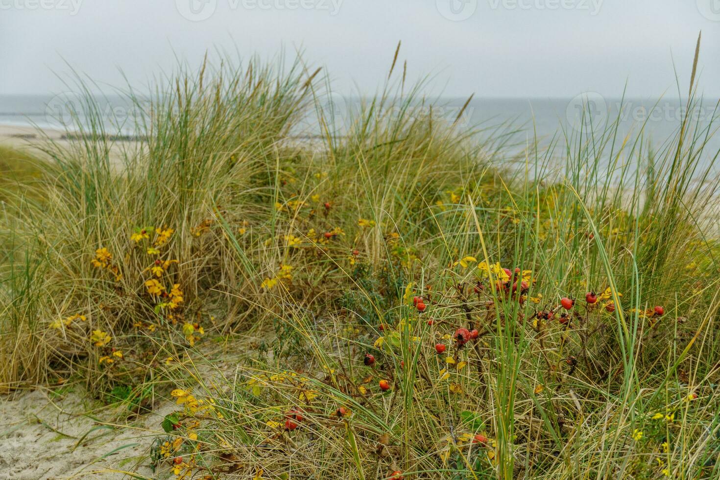 the island of Wangerooge photo
