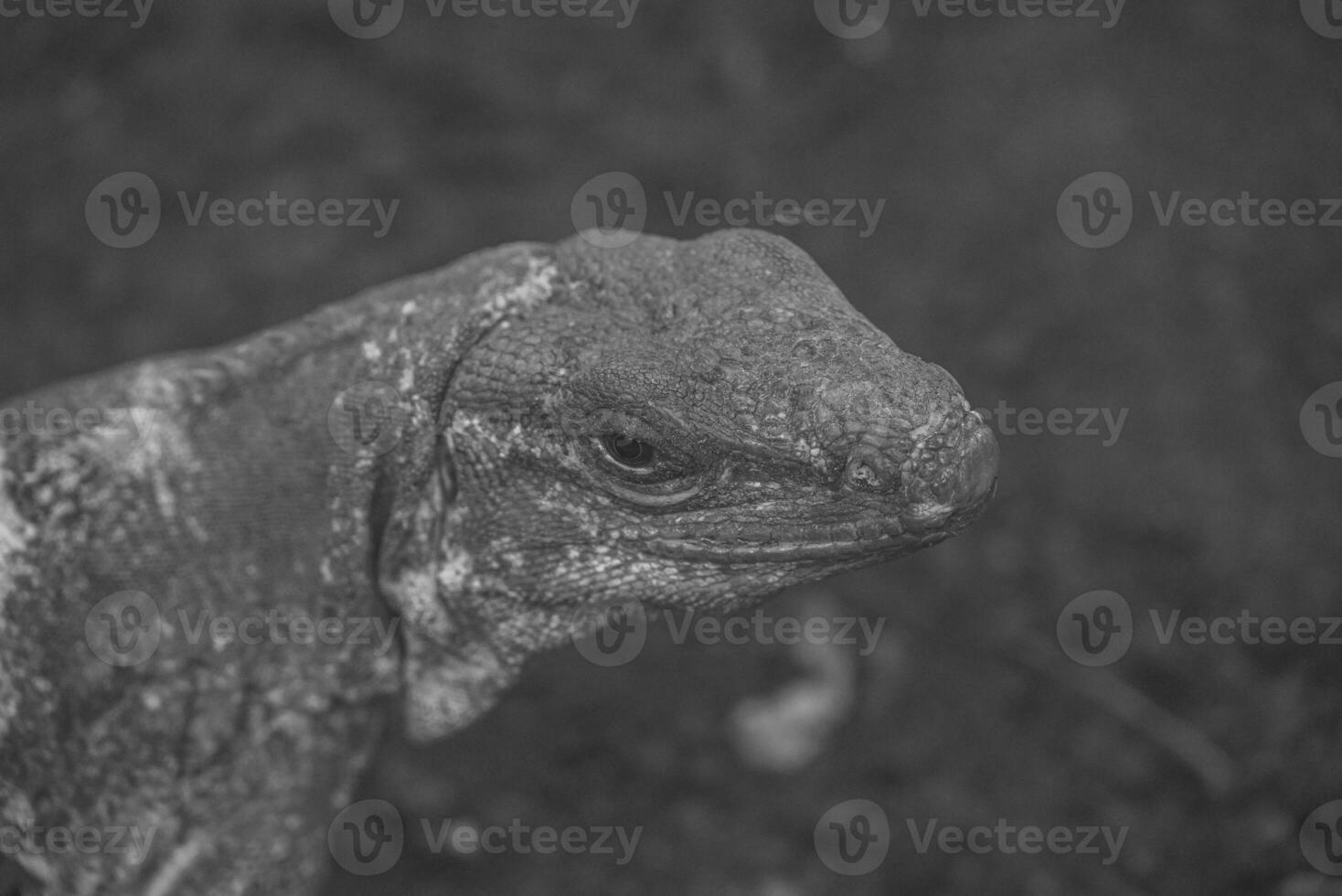 lizards and snakes in germany photo