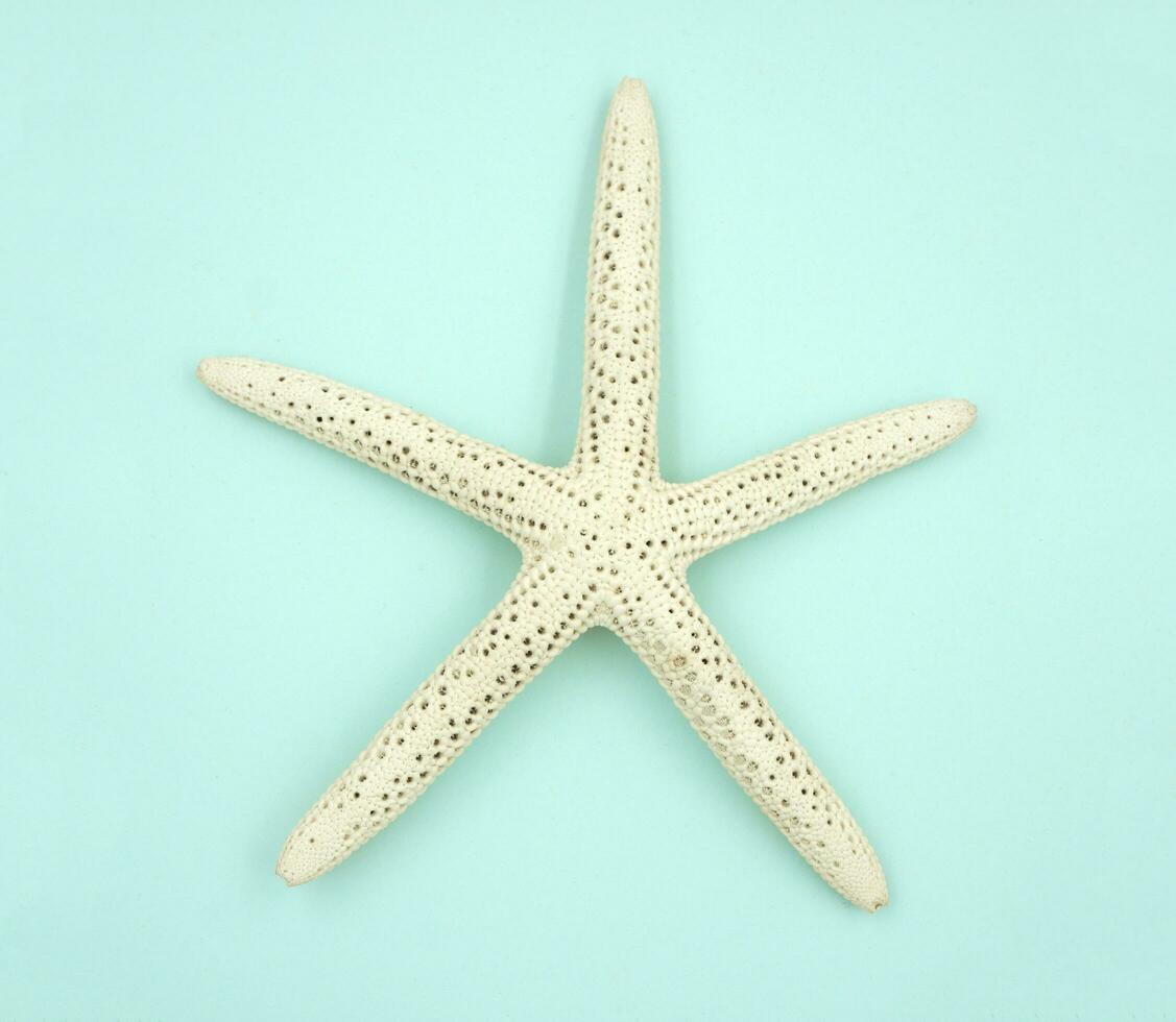 White starfish on a blue background. photo